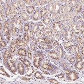 Anti-PRRC2A antibody produced in rabbit Prestige Antibodies&#174; Powered by Atlas Antibodies, affinity isolated antibody, buffered aqueous glycerol solution