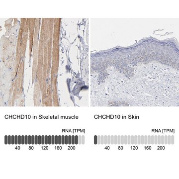 Anti-CHCHD10 antibody produced in rabbit Prestige Antibodies&#174; Powered by Atlas Antibodies, affinity isolated antibody, buffered aqueous glycerol solution