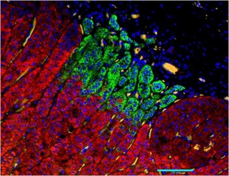 Anti-CYP11B1 Antibody, clone 80-7 clone 80-7, from rat