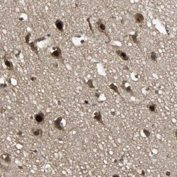 Anti-TAF5 antibody produced in rabbit Ab2, Prestige Antibodies&#174; Powered by Atlas Antibodies, affinity isolated antibody, buffered aqueous glycerol solution