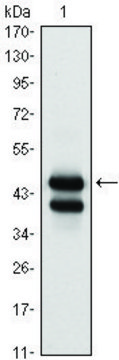 Monoclonal Anti-GATA1 antibody produced in mouse clone 4F5, ascites fluid