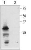 Anti-Pro-NGF antibody produced in rabbit affinity isolated antibody, lyophilized powder