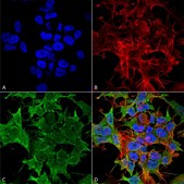 Monoclonal Anti-GABA A Receptor-PerCP antibody produced in mouse clone S399-19