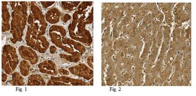 Anti-BHMT Antibody, clone 8C11H5 ascites fluid, clone 8C11H5, from mouse