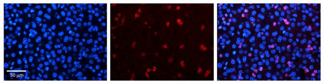 Anti-NR2F6 (AB2) antibody produced in rabbit affinity isolated antibody