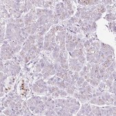 Anti-SDF4 antibody produced in rabbit Prestige Antibodies&#174; Powered by Atlas Antibodies, affinity isolated antibody, buffered aqueous glycerol solution