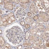Anti-MRPL37 antibody produced in rabbit Prestige Antibodies&#174; Powered by Atlas Antibodies, affinity isolated antibody, buffered aqueous glycerol solution, Ab3