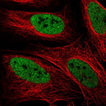 Anti-ZMYM3 antibody produced in rabbit Prestige Antibodies&#174; Powered by Atlas Antibodies, affinity isolated antibody
