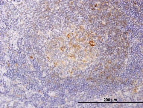 Monoclonal Anti-RSC1A1 antibody produced in mouse clone 6F9, purified immunoglobulin, buffered aqueous solution
