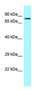 Anti-SEMA7A (C-terminal) antibody produced in rabbit affinity isolated antibody