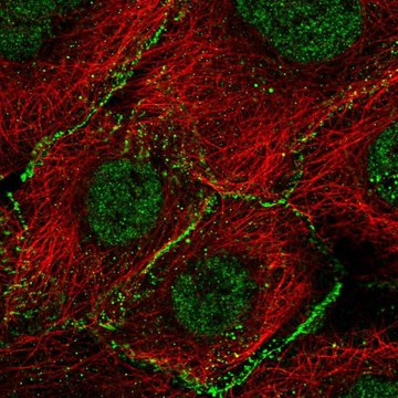 Anti-AGO2 antibody produced in rabbit Prestige Antibodies&#174; Powered by Atlas Antibodies, affinity isolated antibody