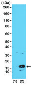 Anti-Trimethyl-Histone H3 (Lys4) antibody, Rabbit monoclonal recombinant, expressed in HEK 293 cells, clone RM137, purified immunoglobulin