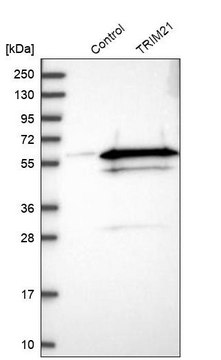 Anti-TRIM21 antibody produced in rabbit Prestige Antibodies&#174; Powered by Atlas Antibodies, affinity isolated antibody, buffered aqueous glycerol solution