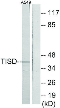 Anti-TISD antibody produced in rabbit affinity isolated antibody