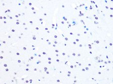 Anti-NUMA1 antibody produced in rabbit