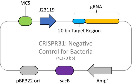 CRISPR Non-Target Negative Control Plasmid for Bacteria