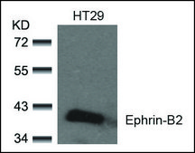 Anti-EFNB2 (Ab-330) antibody produced in rabbit affinity isolated antibody