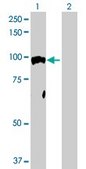 Anti-NR3C1 antibody produced in rabbit purified immunoglobulin, buffered aqueous solution