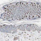 Anti-GRHL1 antibody produced in rabbit Ab1, Prestige Antibodies&#174; Powered by Atlas Antibodies, affinity isolated antibody, buffered aqueous glycerol solution