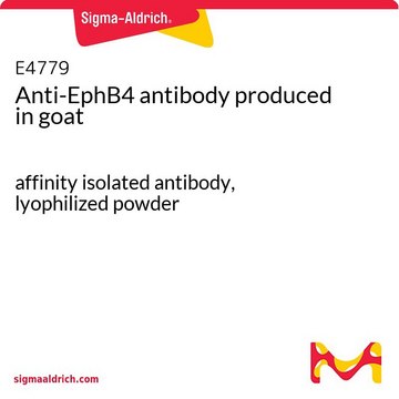 Anti-EphB4 antibody produced in goat affinity isolated antibody, lyophilized powder