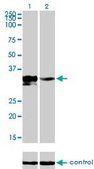 Monoclonal Anti-DLX3 antibody produced in mouse clone 4F8, purified immunoglobulin, buffered aqueous solution