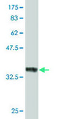 ANTI-RUNX2 antibody produced in mouse clone 3F5, purified immunoglobulin, buffered aqueous solution