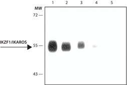 Anti-IKZF1/IKAROS antibody, Mouse monoclonal clone E1.14, purified from hybridoma cell culture