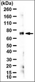 Anti-HSPA5 Antibody, clone 4E3 ascites fluid, clone 4E3, from mouse