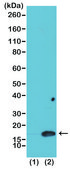 Anti-Dimethyl-Histone H3 (Lys4) antibody, Rabbit monoclonal recombinant, expressed in HEK 293 cells, clone RM135, purified immunoglobulin
