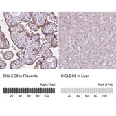 Anti-SIGLEC6 antibody produced in rabbit Prestige Antibodies&#174; Powered by Atlas Antibodies, affinity isolated antibody, buffered aqueous glycerol solution