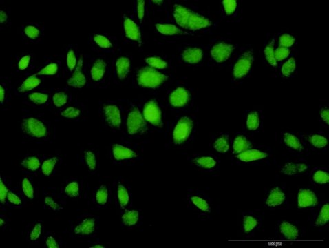 Anti-C12orf24 antibody produced in rabbit purified immunoglobulin, buffered aqueous solution