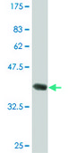 Monoclonal Anti-HAGH antibody produced in mouse clone 2F9, ascites fluid