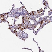 Anti-NAPSA antibody produced in rabbit Prestige Antibodies&#174; Powered by Atlas Antibodies, affinity isolated antibody, buffered aqueous glycerol solution