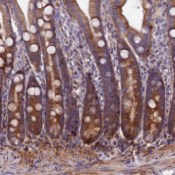 Anti-PDZRN3 antibody produced in rabbit Prestige Antibodies&#174; Powered by Atlas Antibodies, affinity isolated antibody, buffered aqueous glycerol solution