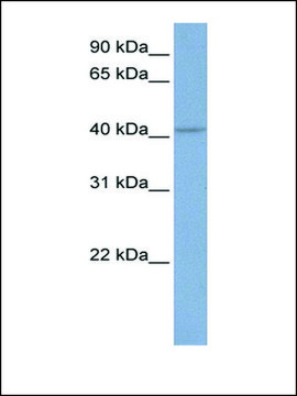 Anti-KCNN4 antibody produced in rabbit affinity isolated antibody