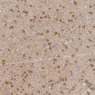 Anti-CACNA1B antibody produced in rabbit Prestige Antibodies&#174; Powered by Atlas Antibodies, affinity isolated antibody, buffered aqueous glycerol solution