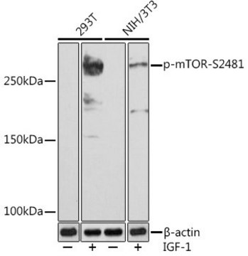 Anti-Phospho-mTOR-S2481 antibody produced in rabbit