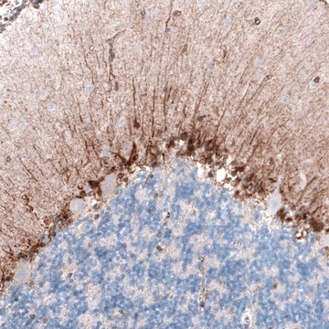 Monoclonal Anti-CLIP1 antibody produced in mouse Prestige Antibodies® Powered by Atlas Antibodies, clone CL4851, purified immunoglobulin, buffered aqueous glycerol solution