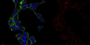 Anti-&#945;-Tubulin Antibody, clone DM1A, Alexa Fluor&#8482; 647 conjugate clone DM1A, from mouse, ALEXA FLUOR&#8482; 647