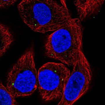 Anti-CYP27C1 antibody produced in rabbit Prestige Antibodies&#174; Powered by Atlas Antibodies, affinity isolated antibody