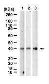 Anti-IL-12A Antibody, clone 1G10 ZooMAb&#174; Rabbit Monoclonal recombinant, expressed in HEK 293 cells