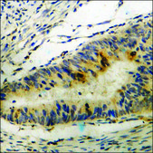 Anti-phospho-Dab1 (pTyr232) antibody produced in rabbit affinity isolated antibody