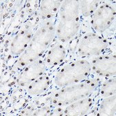Anti-Phospho-c-Jun-T91 antibody produced in rabbit