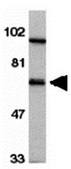 Anti-IL-1RAcP Antibody from rabbit, purified by affinity chromatography
