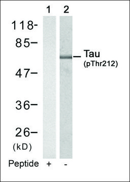 Anti-phospho-MAPT (pThr421) antibody produced in rabbit affinity isolated antibody