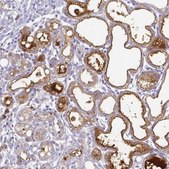 Anti-LTF antibody produced in rabbit Prestige Antibodies&#174; Powered by Atlas Antibodies, affinity isolated antibody, buffered aqueous glycerol solution