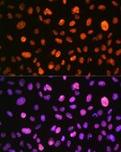 Anti-Phospho-Histone H3-S10 antibody produced in rabbit