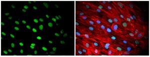 Anti-Nuclei Antibody, clone 235-1, Alexa Fluor&#8482; 488 conjugate clone 235-1, from mouse, ALEXA FLUOR&#8482; 488