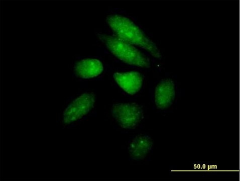 Anti-PER1 antibody produced in mouse IgG fraction of antiserum, buffered aqueous solution