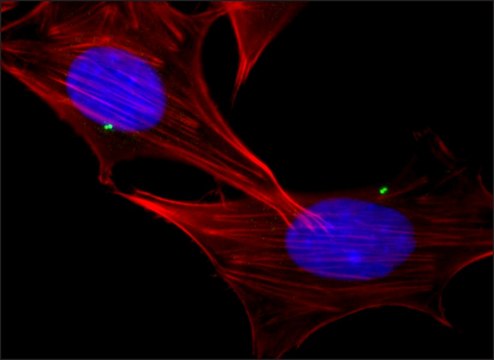 Anti-&#947;-Tubulin (DQ-19) antibody produced in rabbit IgG fraction of antiserum, buffered aqueous solution